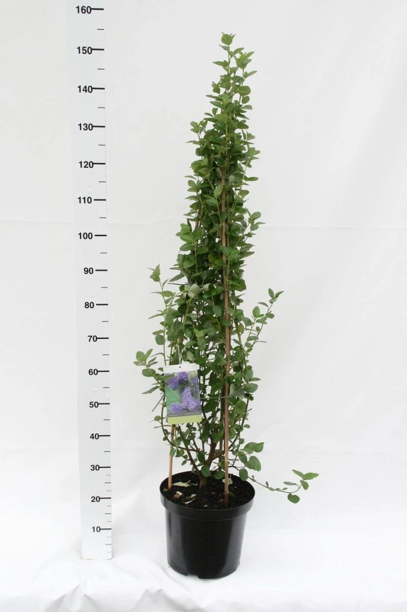 Amerikaanse Sering (Ceanothus Arboreus 'Trewithen Blue') 2 Amerikaanse Sering (Ceanothus Arboreus 'Trewithen Blue') - Afbeelding 2