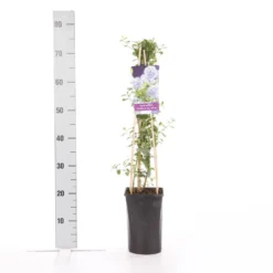 Amerikaanse Sering (Ceanothus Thyrsiflorus 'Repens') -Tuinplantenwinkel ceanothus thyrsiflorus var. repens