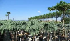 Treurceder Op Stam (Cedrus Libani 'Glauca Pendula') -Tuinplantenwinkel cedrus 2