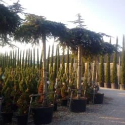 Ceder Als Dakboom (Cedrus Deodara 'Pendula') -Tuinplantenwinkel cedrus deodara dak 1