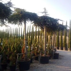 Ceder Als Dakboom (Cedrus Deodara 'Pendula') -Tuinplantenwinkel cedrus deodara dak 2