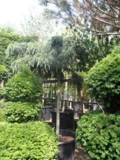 Ceder Als Boom (Cedrus Deodara 'Feelin Blue') -Tuinplantenwinkel cedrus deodara feelin blue 20 25ho 1