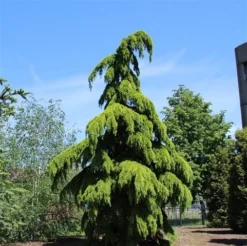 Treurceder (Cedrus Deodara 'Pendula') -Tuinplantenwinkel cedrus deodara pendula 1