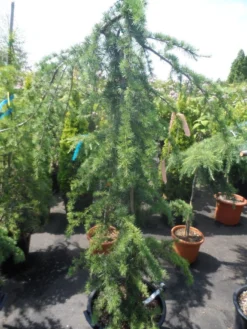 Treurceder (Cedrus Deodara 'Pendula') -Tuinplantenwinkel cedrus deodara pendula 150 175 c35