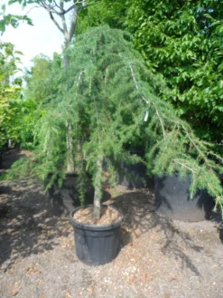 Treurceder (Cedrus Deodara 'Pendula') -Tuinplantenwinkel cedrus deodara pendula 20 25ho c110 1