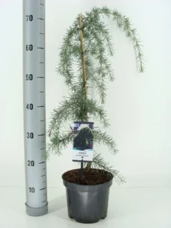 Treurceder (Cedrus Deodara 'Pendula') -Tuinplantenwinkel cedrus deodara pendula c3 m 1 1