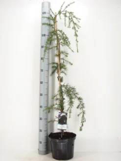 Treurceder (Cedrus Deodara 'Pendula') -Tuinplantenwinkel cedrus deodara pendula c5 m 1 1