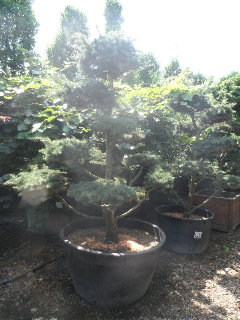 Libanonceder Als Bonsai (Cedrus Libani) 5 Libanonceder Als Bonsai (Cedrus Libani) - Afbeelding 5