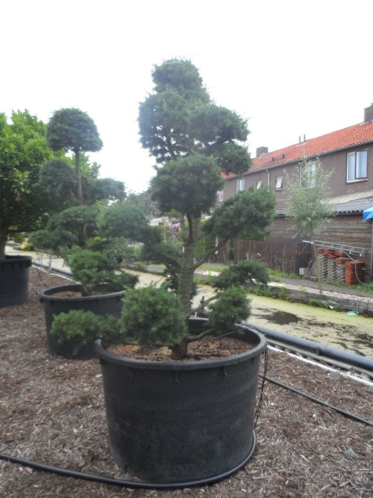 Libanonceder Als Bonsai (Cedrus Libani) 6 Libanonceder Als Bonsai (Cedrus Libani) - Afbeelding 6