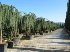 Treurceder Als Boom (Cedrus Libani 'Glauca Pendula') -Tuinplantenwinkel cedrus libani glauca pendula 2 1