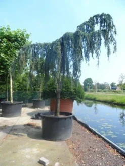 Treurceder Als Boom (Cedrus Libani 'Glauca Pendula') -Tuinplantenwinkel cedrus libani glauca pendula 35 40ho c1000 1 2