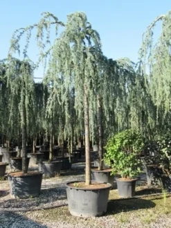 Treurceder Als Boom (Cedrus Libani 'Glauca Pendula') -Tuinplantenwinkel cedrus libani glauca pendula 3 1 2