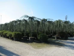 Treurceder Als Boom (Cedrus Libani 'Glauca Pendula') -Tuinplantenwinkel cedrus libani glauca pendula 4