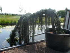 Treurceder Als Boom (Cedrus Libani 'Glauca Pendula') -Tuinplantenwinkel cedrus libani glauca pendula halfstam c1000 solitair 1 2