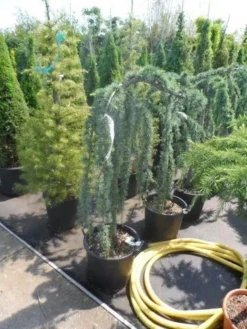 Treurceder Als Boom (Cedrus Libani 'Glauca Pendula') -Tuinplantenwinkel cedrus libani glauca pendula halfstam c35 1