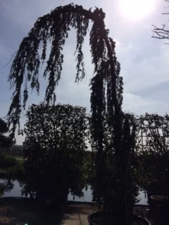 Treurceder Als Boom (Cedrus Libani 'Glauca Pendula') -Tuinplantenwinkel cedrus libanica glauca pendula solitair geveerd 1