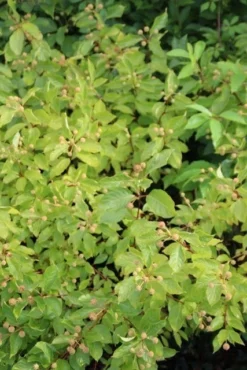 Kogelbloem (Cephalanthus Occidentalis) -Tuinplantenwinkel cephalanthus occidentalis 1 1