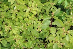 Kogelbloem (Cephalanthus Occidentalis) -Tuinplantenwinkel cephalanthus occidentalis 2