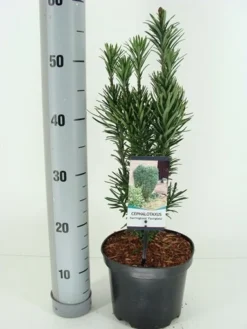 Knoptaxus (Cephalotaxus Harringtonia 'Fastigiata') -Tuinplantenwinkel cephalotaxus harr. fastigiata winter c3 m