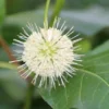 Kogelbloem (Cephalanthus Occidentalis)