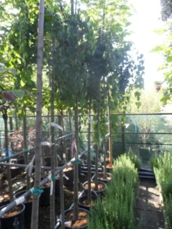 Katsoera (Cercidiphyllum Japonicum 'Pendulum') -Tuinplantenwinkel cercidiphyllum japonicum pendulum 8 10ho cont