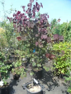 Judasboom Als Struik (Cercis Canadensis 'Forest Pansy') -Tuinplantenwinkel cercis canadensis forest pansy 150 175