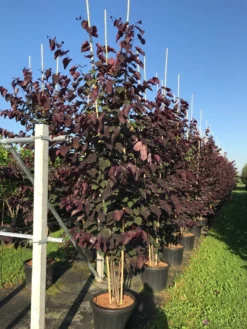 Meerstammige Judasboom (Cercis Canadensis 'Forest Pansy') -Tuinplantenwinkel cercis canadensis forest pansy c50 3 stem