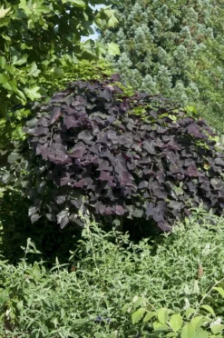 Treur Judasboom (Cercis Canadensis 'Ruby Falls')