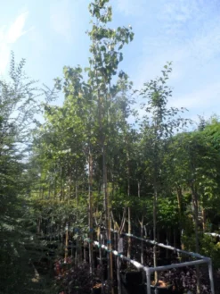 Judasboom (Cercis Siliquastrum) -Tuinplantenwinkel cercis siliquastrum 10 12ho cont 1