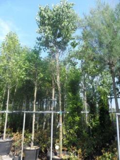 Judasboom (Cercis Siliquastrum) -Tuinplantenwinkel cercis siliquastrum 18 20ho cont