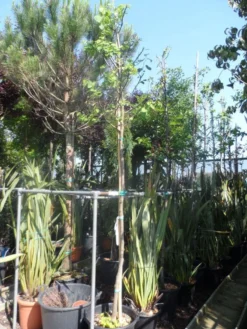 Judasboom (Cercis Siliquastrum) -Tuinplantenwinkel cercis siliquastrum alba 10 12ho cont