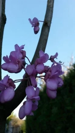 Judasboom (Cercis Siliquastrum) -Tuinplantenwinkel cercis sill 1