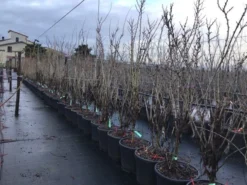 Chinese Judasboom (Cercis Chinensis 'Shirobana') -Tuinplantenwinkel cercisshirbana 2