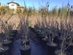 Chinese Judasboom (Cercis Chinensis 'Shirobana') -Tuinplantenwinkel cercisshirobana125