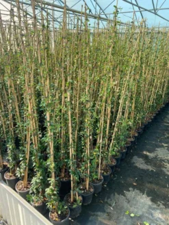 Toscaanse Jasmijn (Trachelospermum Jasminoides 'Winter Ruby') 5 Toscaanse Jasmijn (Trachelospermum Jasminoides 'Winter Ruby') -Tuinplantenwinkel cf397af1 424c 440f b659 6b33d5eedf60