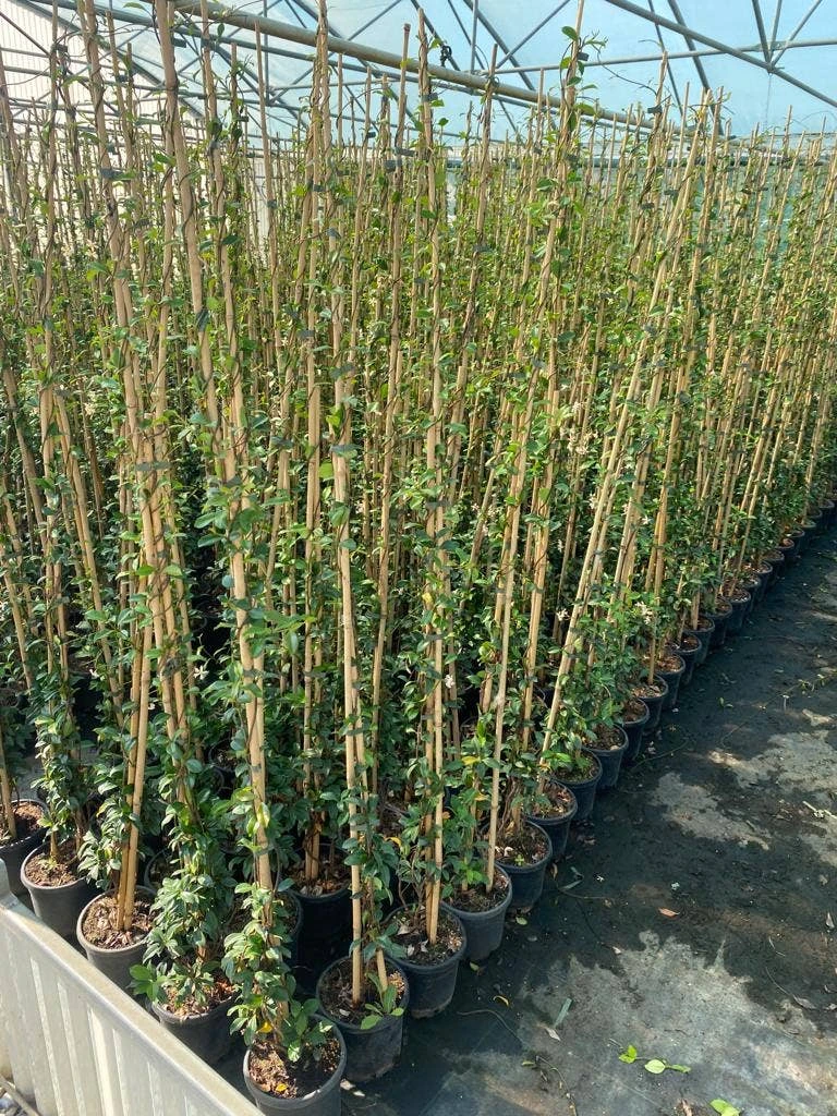 Toscaanse Jasmijn (Trachelospermum Jasminoides 'Winter Ruby') 3 Toscaanse Jasmijn (Trachelospermum Jasminoides 'Winter Ruby') - Afbeelding 3