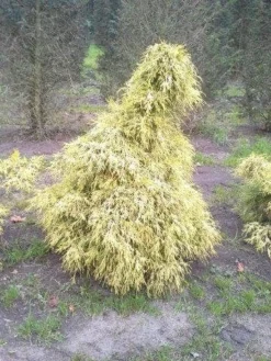 Cypres (Chamaecyparis Pisifera 'Filifera Aurea') -Tuinplantenwinkel cham l aurea 1