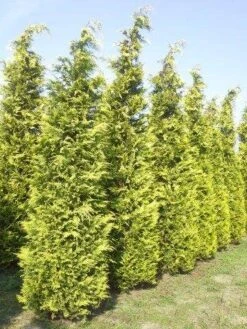 Gele Haagconifeer (Chamaecyparis Lawsoniana 'Ivonne') 14 Gele Haagconifeer (Chamaecyparis Lawsoniana 'Ivonne') -Tuinplantenwinkel cham l ivonne 400 450 1 1