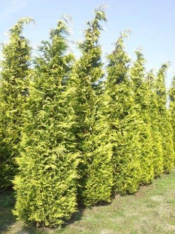 Gele Haagconifeer (Chamaecyparis Lawsoniana 'Ivonne') 3 Gele Haagconifeer (Chamaecyparis Lawsoniana 'Ivonne') - Afbeelding 3