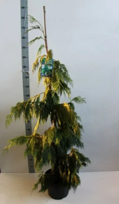 Cypres (Chamaecyparis Nootkatensis 'Pendula') -Tuinplantenwinkel chamacyparis n pendula 100 125 cm co. 10l b kopie 1