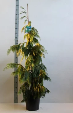 Cypres (Chamaecyparis Nootkatensis 'Pendula') -Tuinplantenwinkel chamacyparis n pendula 100 125 cm co. 10l kopie