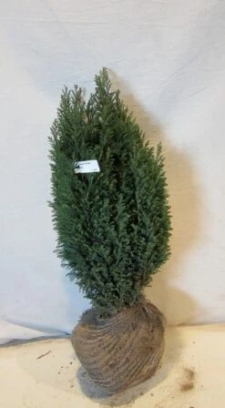 Cypres (Chamaecyparis Lawsoniana 'Ellwoodii') 12 Cypres (Chamaecyparis Lawsoniana 'Ellwoodii') -Tuinplantenwinkel chamacyparislellwoodii050 060