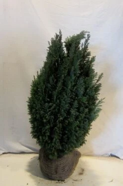 Cypres (Chamaecyparis Lawsoniana 'Ellwoodii') 13 Cypres (Chamaecyparis Lawsoniana 'Ellwoodii') -Tuinplantenwinkel chamacyparislellwoodii060 080