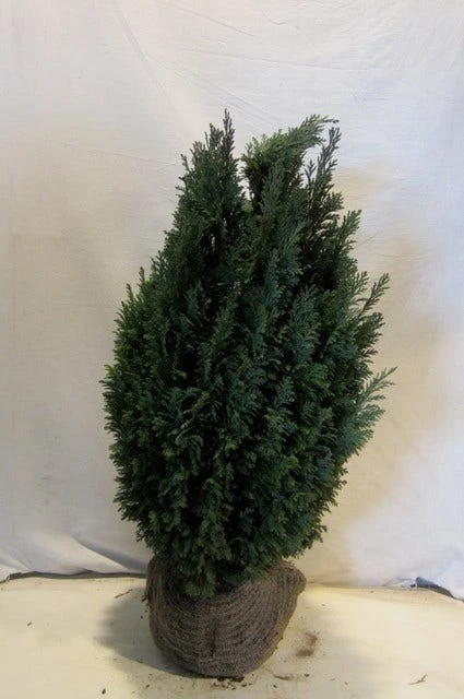 Cypres (Chamaecyparis Lawsoniana 'Ellwoodii') 6 Cypres (Chamaecyparis Lawsoniana 'Ellwoodii') - Afbeelding 6