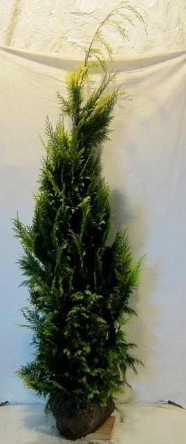 Gele Haagconifeer (Chamaecyparis Lawsoniana 'Ivonne') 9 Gele Haagconifeer (Chamaecyparis Lawsoniana 'Ivonne') - Afbeelding 9