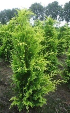 Gele Haagconifeer (Chamaecyparis Lawsoniana 'Stardust') -Tuinplantenwinkel chamacyparislstard100125vh