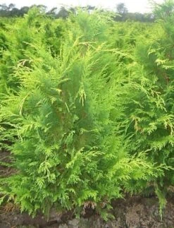 Gele Haagconifeer (Chamaecyparis Lawsoniana 'Stardust') -Tuinplantenwinkel chamacyparislstard60100jv