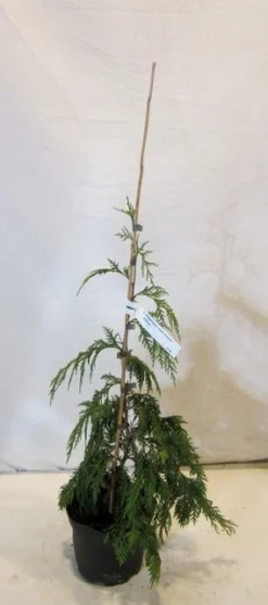 Cypres (Chamaecyparis Nootkatensis 'Pendula') -Tuinplantenwinkel chamacyparisnpendula050 060 1