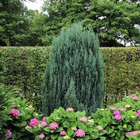 Cypres (Chamaecyparis Lawsoniana 'Ellwoodii') 8 Cypres (Chamaecyparis Lawsoniana 'Ellwoodii') - Afbeelding 8