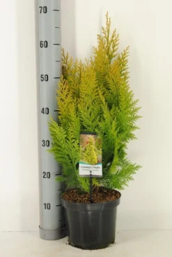 Gele Haagconifeer (Chamaecyparis Lawsoniana 'Ivonne') -Tuinplantenwinkel chamaecyparis law. ivonne c3 m